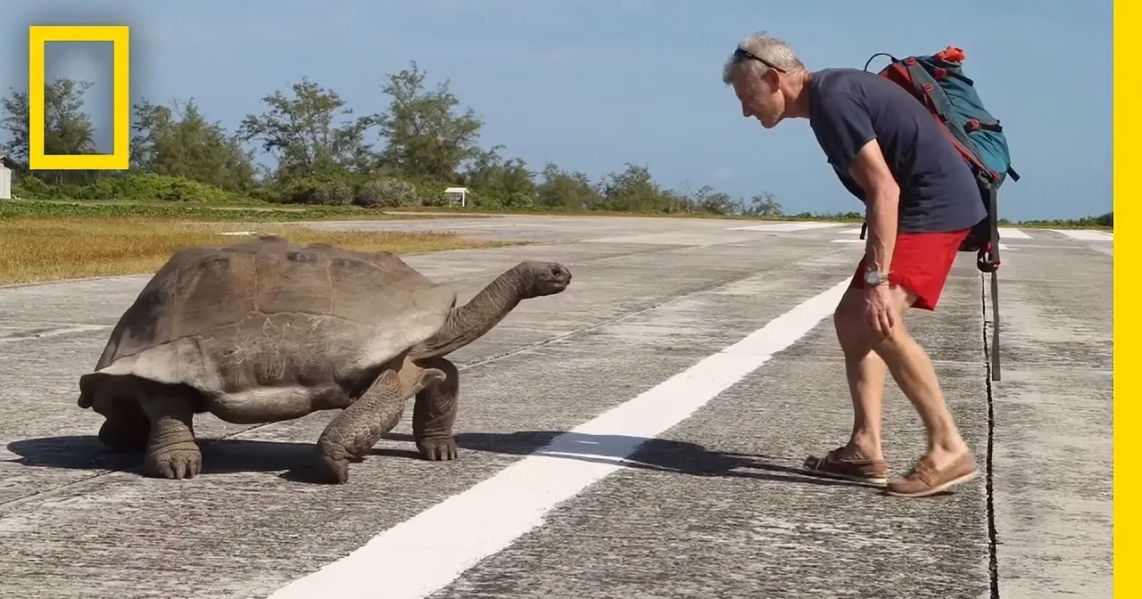 A man in shorts and sandals walks alongside a large tortoise on a paved road.