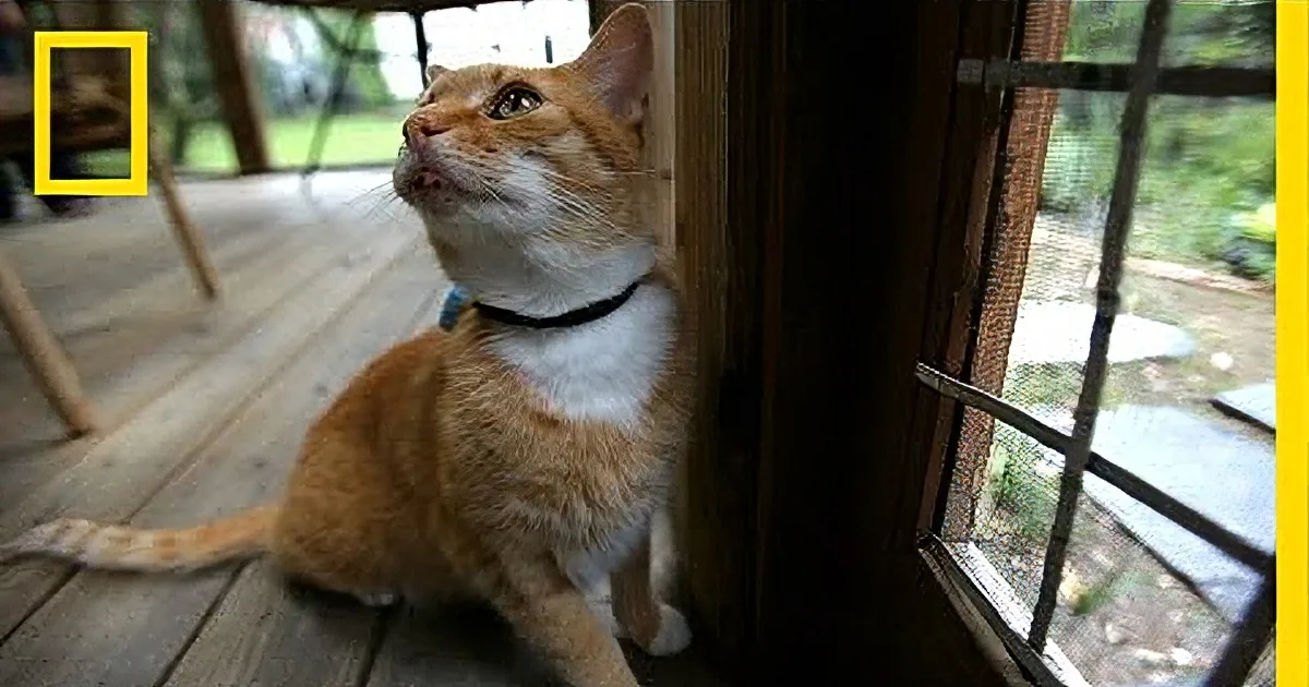 Researchers Put Tracking Devices on Indoor/Outdoor Cats. I Was Shocked at the Results.