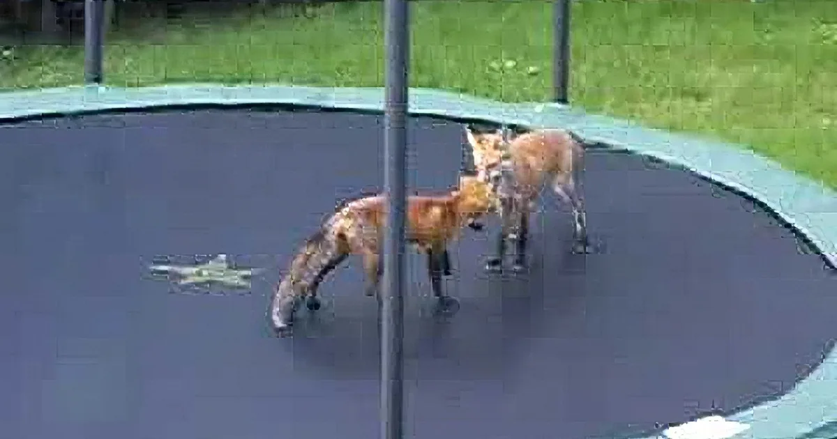 Two Young Foxes Play on Trampoline. When One Discovers He Can Bounce, the Fun Really Starts.