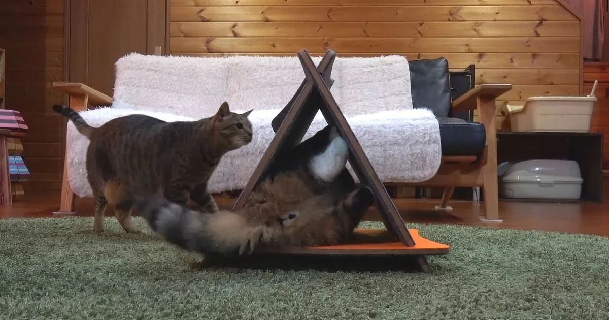 Maru and Hana Find New Toy in Their Living Room. Their Antics Made Me Laugh out Loud.