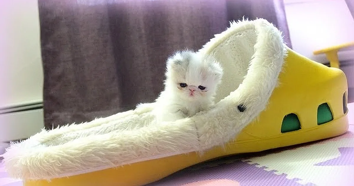 Four-Week-Old Kitten Roams Around Her Room. Wait Until You See What She Climbs Into!