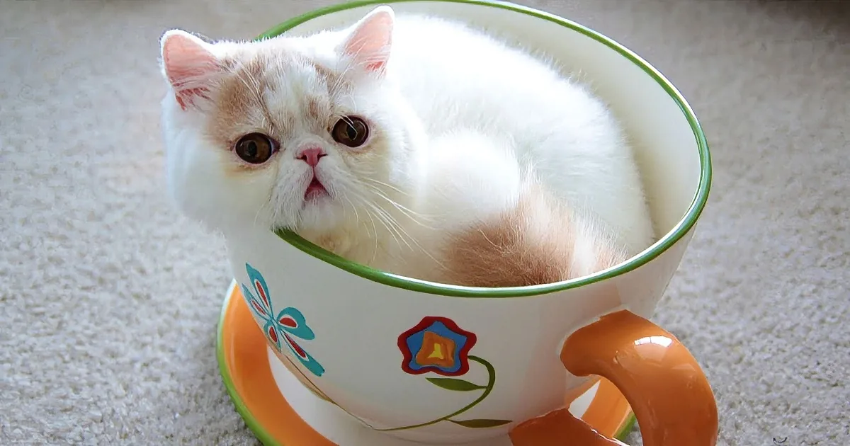 A fluffy white cat with brown patches is nestled inside a colorful teacup with floral designs.