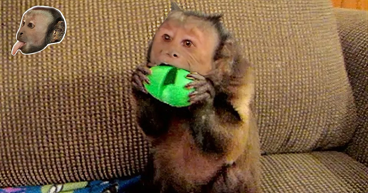 Daddy Shows His Capuchin Monkey Some Silly Putty. I Couldn''t Believe the Monkey''s Reaction!