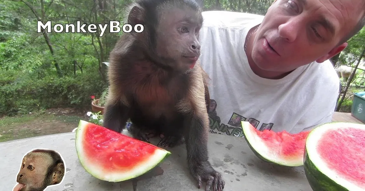 Monkey and Daddy Sit in Backyard During Summer. Wait Until You See What They Eat Together!
