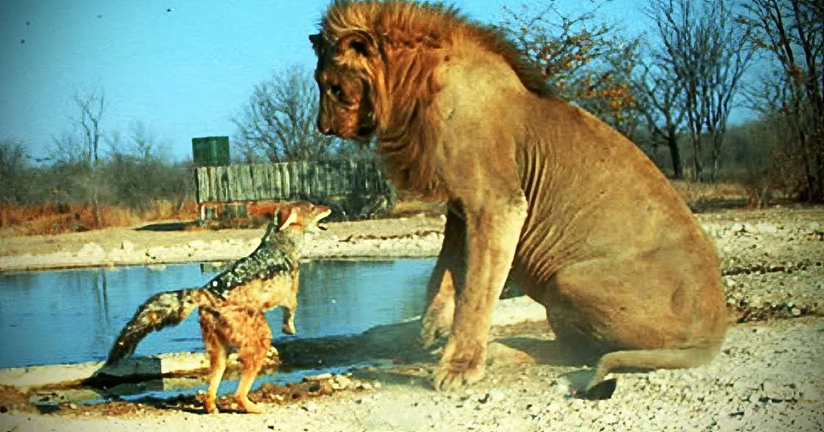 A lion sits near a water trough, observing two hyenas drinking, with a wooden structure and trees in the background.