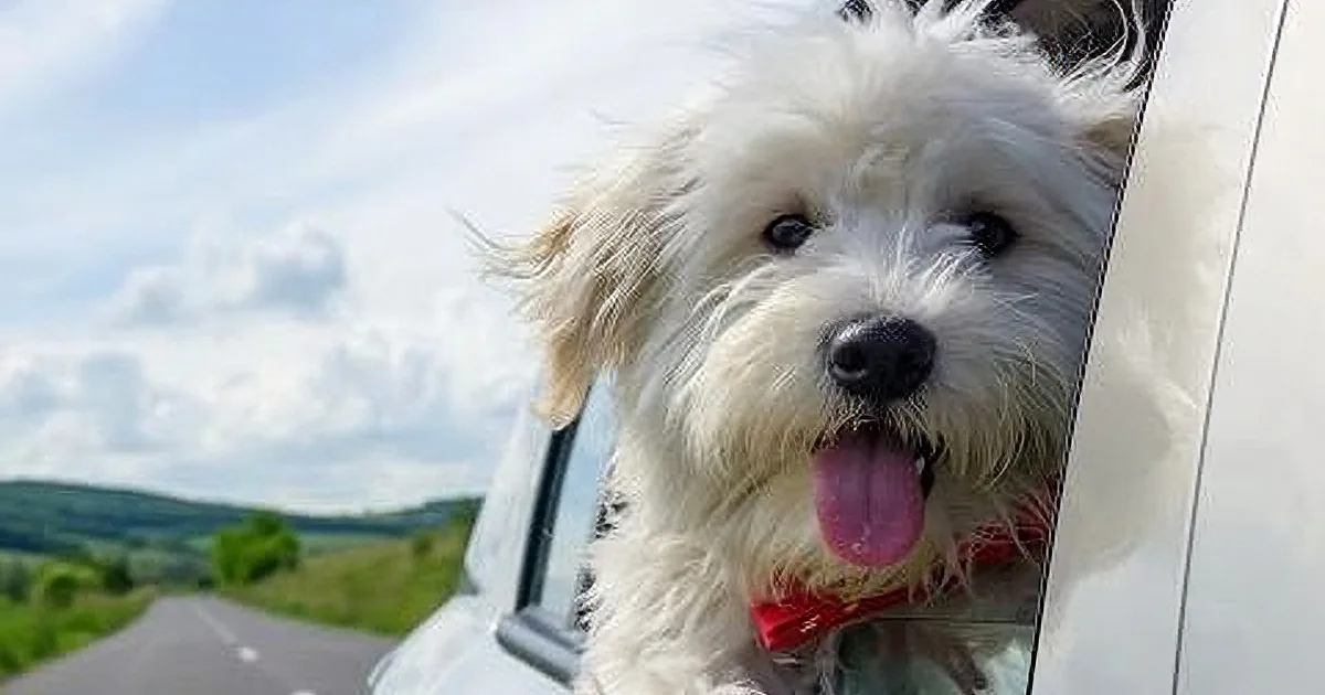 Lawmakers Ban Dogs From Sticking Heads out Car Windows. Are They Barking up Wrong Tree?