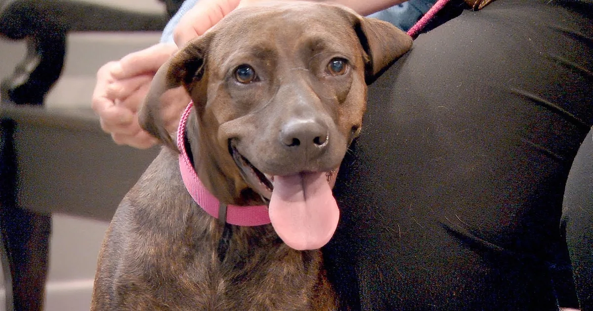 A brown dog with a pink collar sits on someone's lap, looking happy.