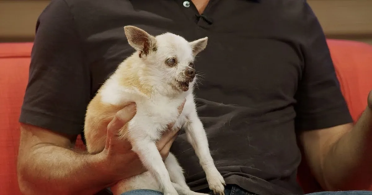 Actor Dermot Mulroney Brings His Elderly Chihuahua on TV Show. This Is One Amazing Pooch.