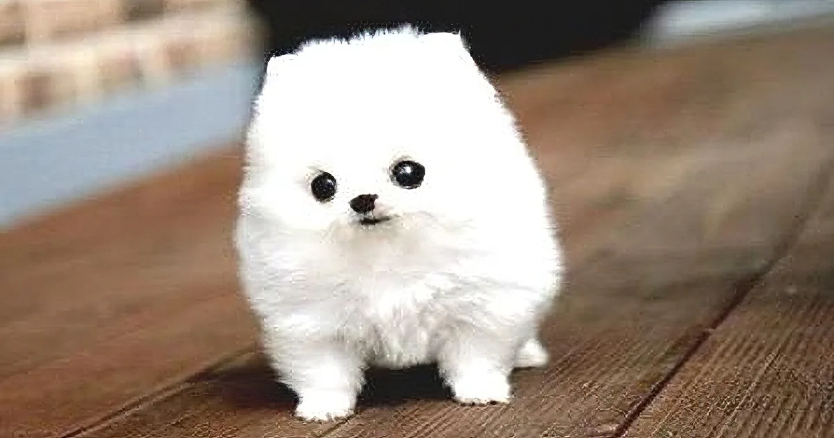 A fluffy white dog with large black eyes stands on a wooden floor, looking adorable.