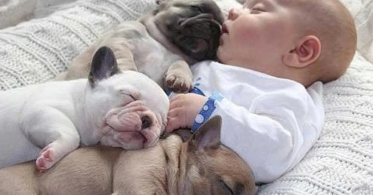 A baby and a French Bulldog puppy are cuddling and sleeping together on a white knitted blanket.