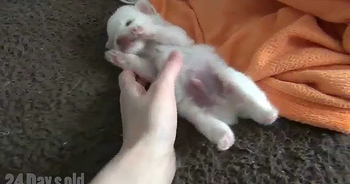 Chihuahua/Pomeranian Mix Puppy Wanders Around Room. This Little Guy Is so Cute!