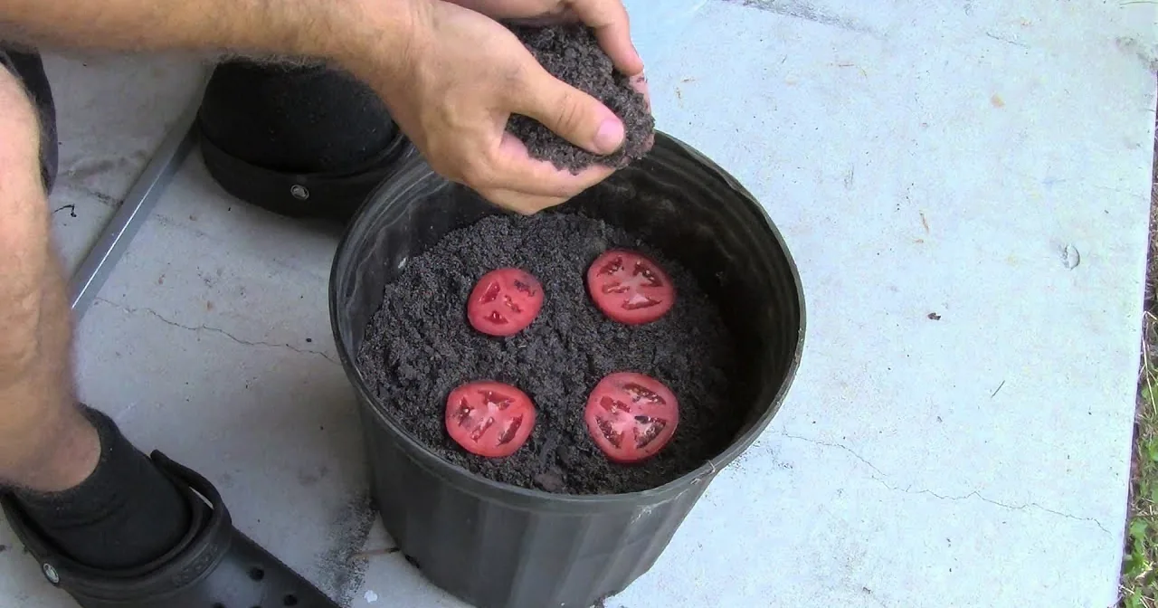 Stop Purchasing Tomatoes. Here''s How to Grow a Never-Ending Supply of Delicious Tomatoes at Home