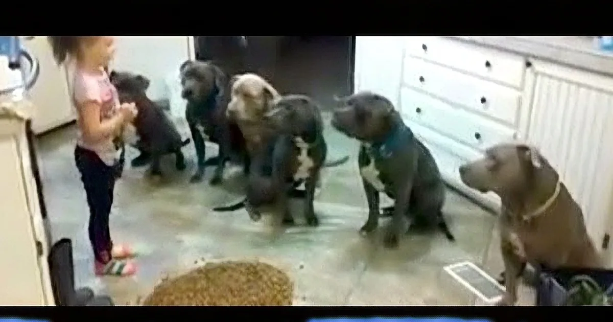 4-Year-Old Puts Food All Over the Floor and Tells Mother to Observe the Hungry Pit Bulls