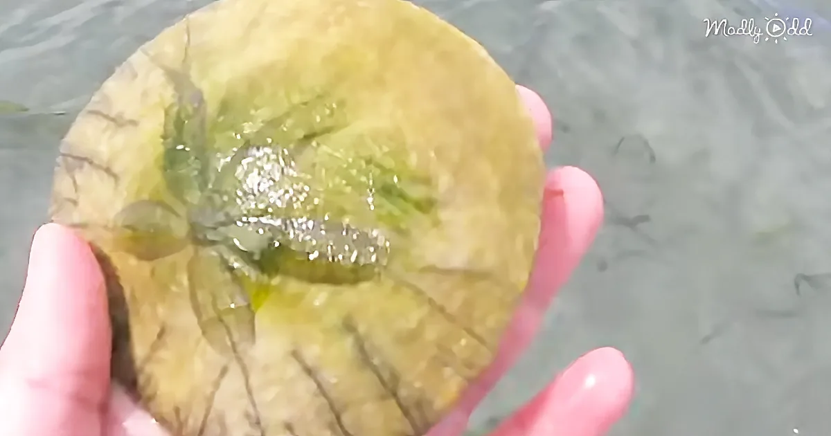 She Saw This Strange-Looking Sand Dollar. the Underside? Unreal!
