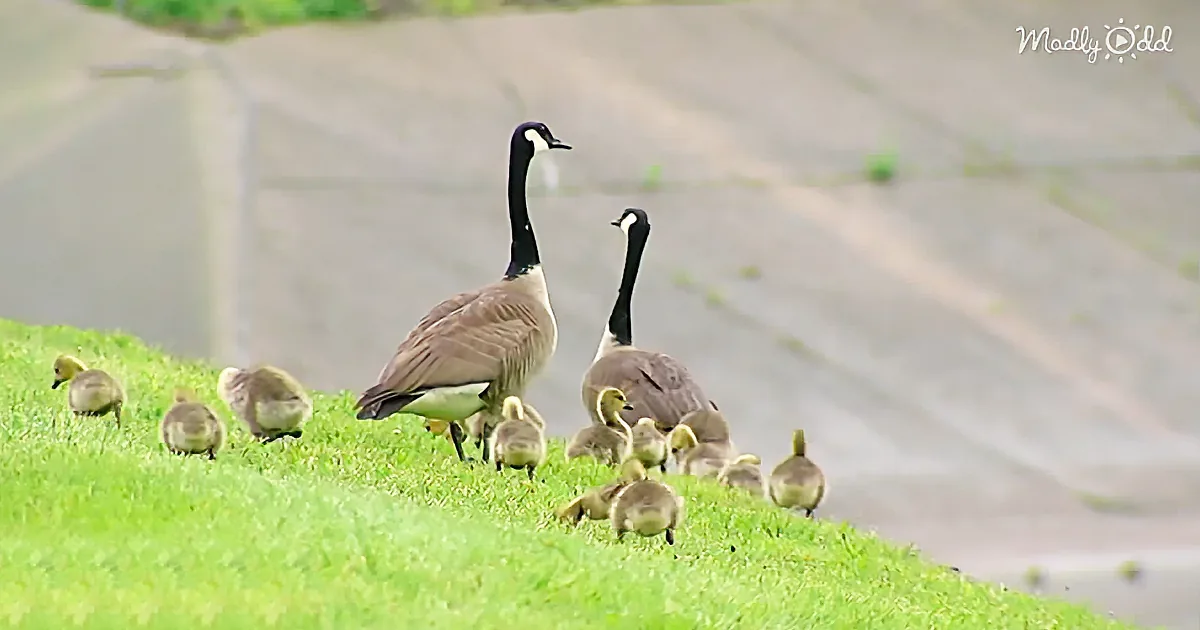 Two adult geese and their chicks walk on a grassy slope near a paved area.