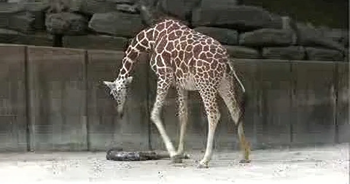 A giraffe bends down to inspect or interact with something on the ground in a zoo-like setting.