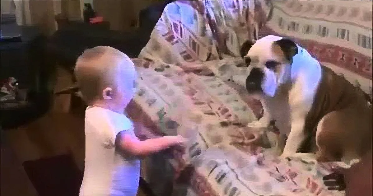 It Is Hard to Tell Who Is Winning This Argument Between Baby and Bulldog