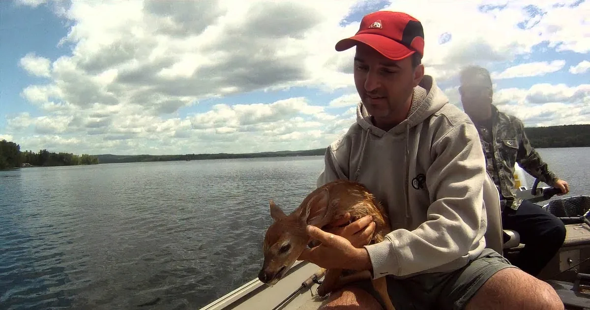 Drowning Baby Deer Pulled out of Water. Watch What Happens When They Bring Him Into the Boat!