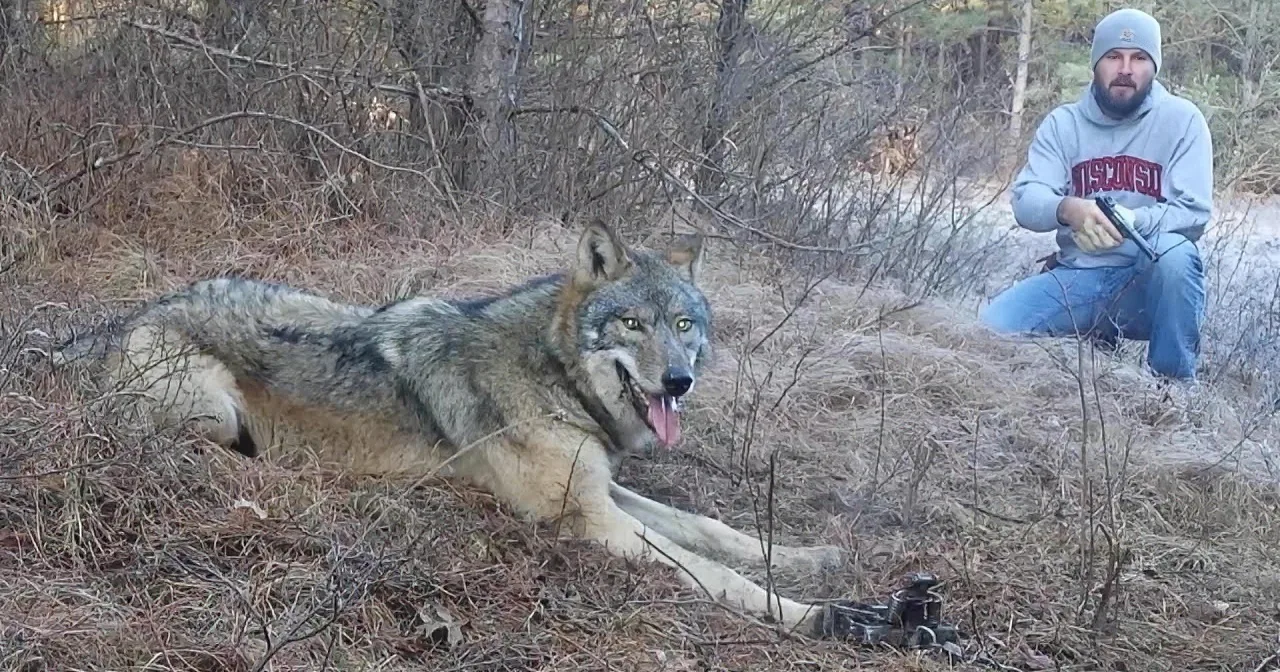 A wolf lies on the ground in a forested area, with a person in the background holding a firearm.
