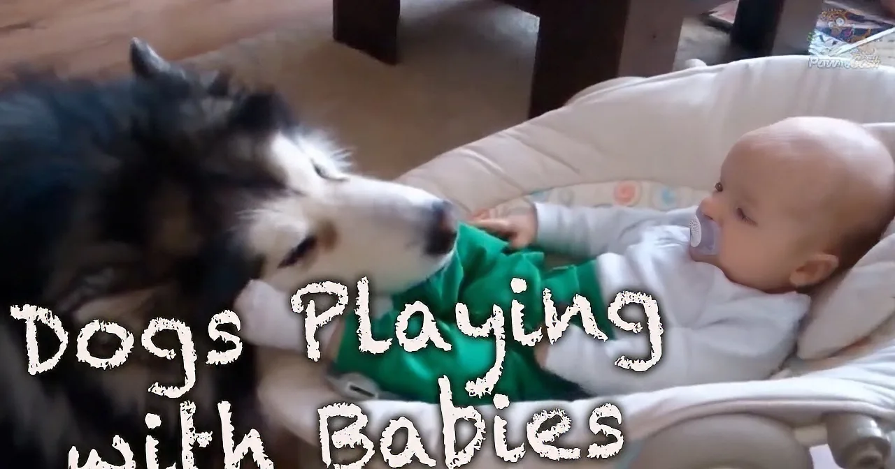 What Happens When These Babies Meet Dogs for the First Time? so Cute!