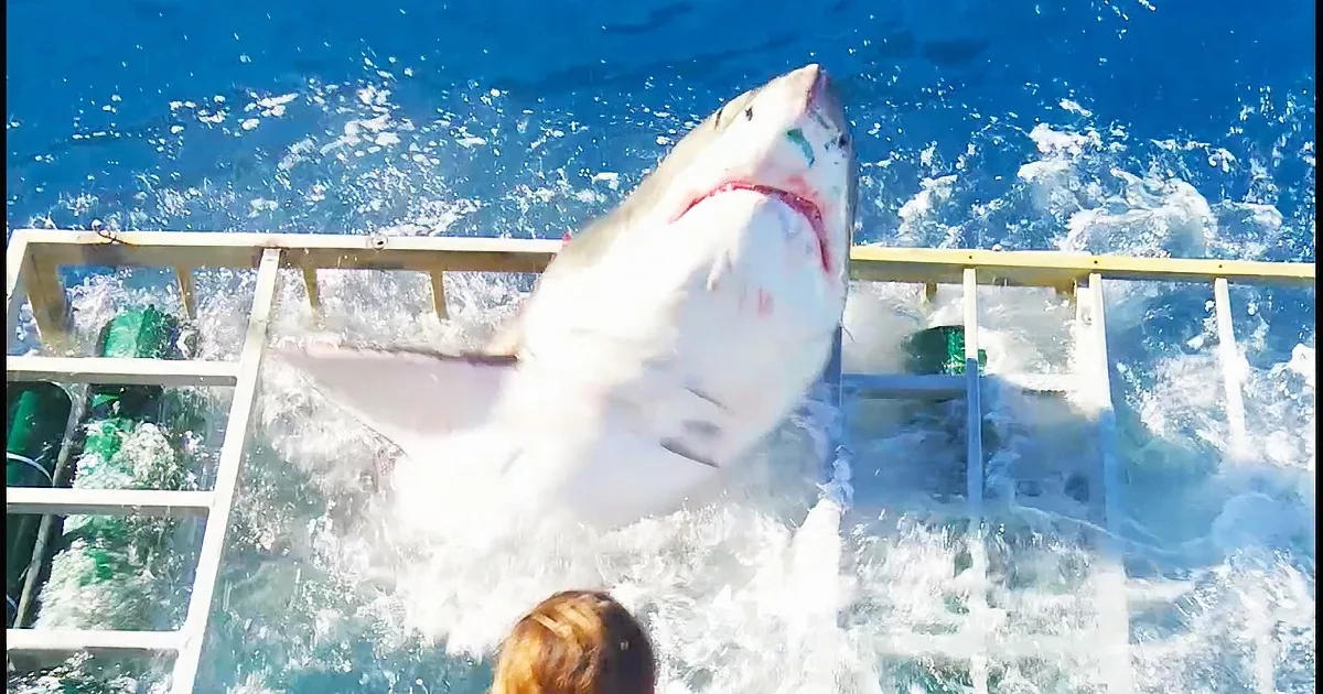 Giant Shark Attacks It''s Way Into Diver''s Cage. Caught on Video