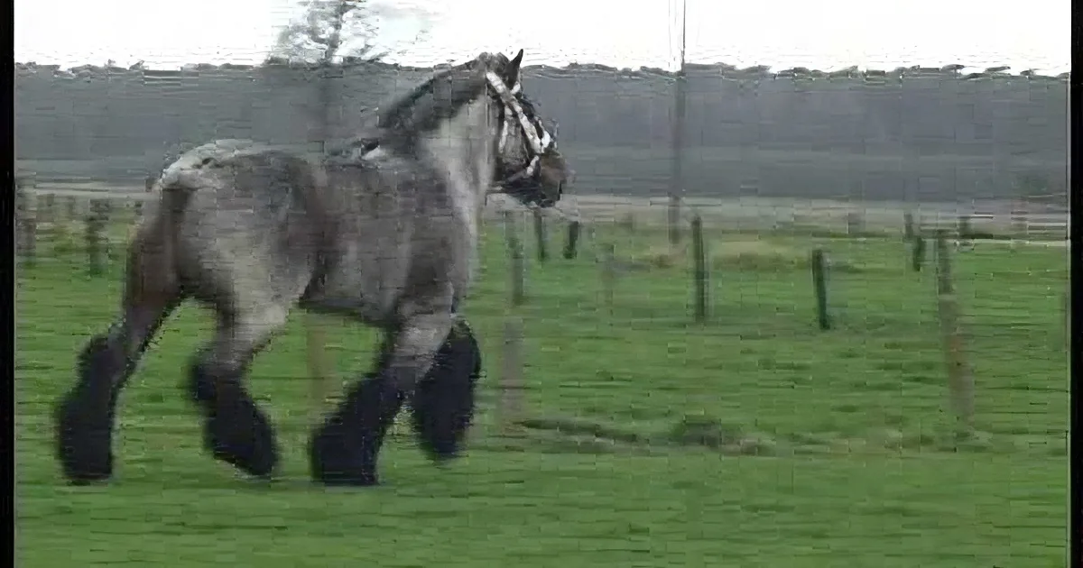 A majestic gray horse with a white blaze and black mane and tail trots across a lush green field.