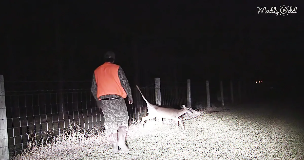 When This Terrified Buck Realizes He''s Here to Help, He Goes Limp in Hunter''s Arms