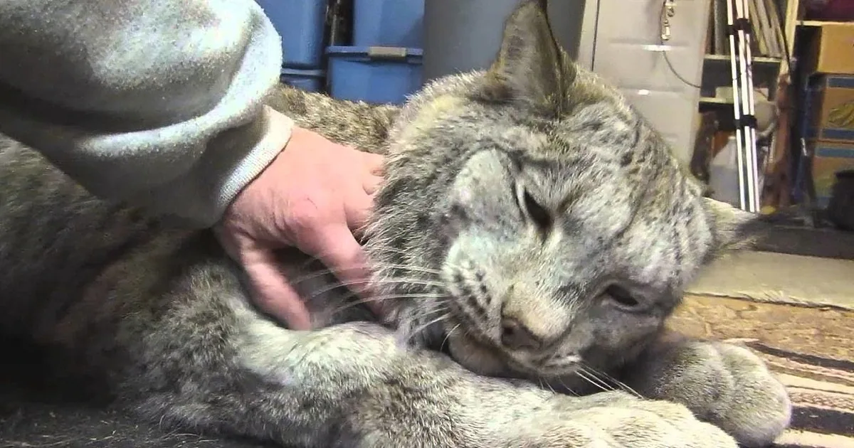 Giant Lynx Is a Big Softie When Getting Cuddles
