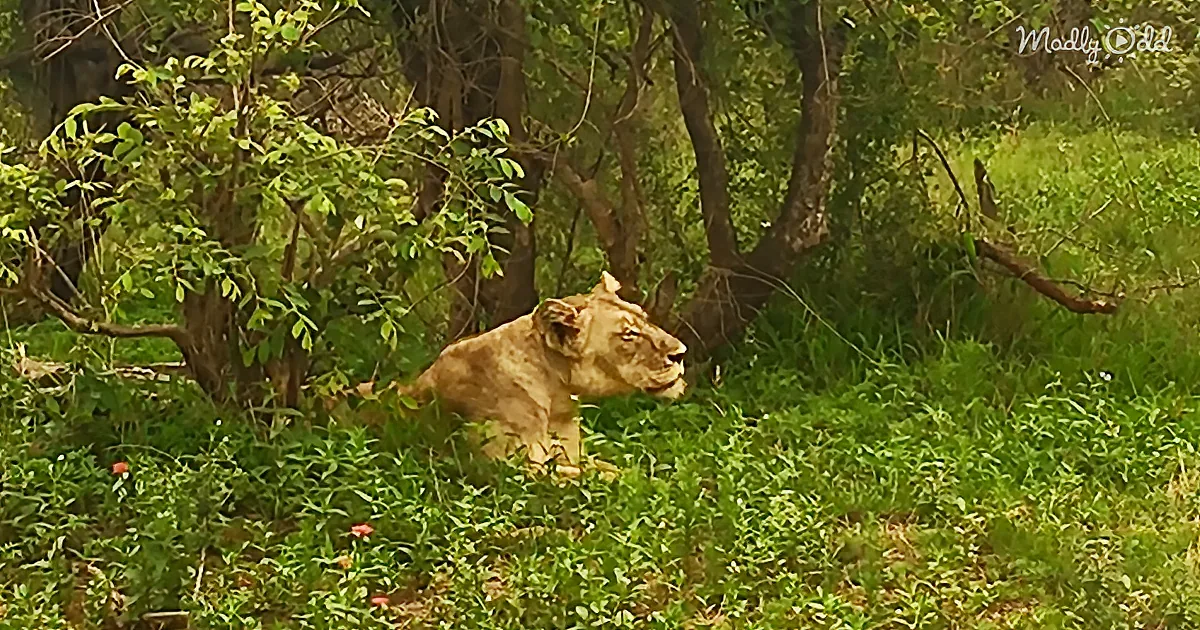 After Three Days of Desperately Calling out, This Lioness Is Finally Reunited With Her Pride