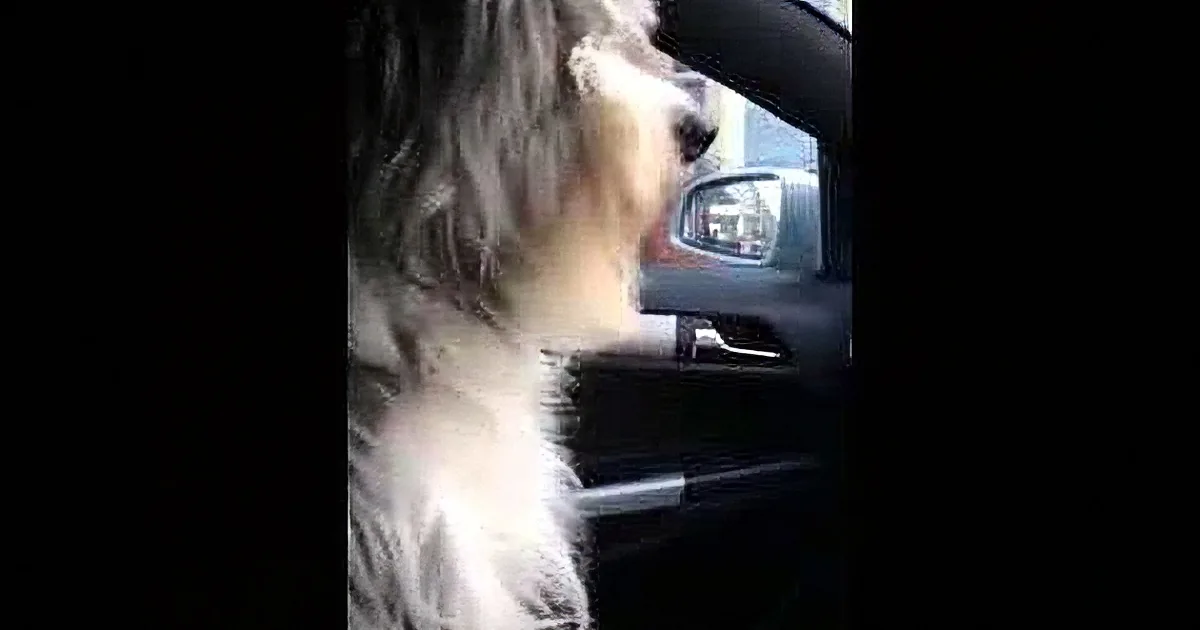 This Adorable Pooch Does the Funniest Thing When Told They Are Going to See Grandma