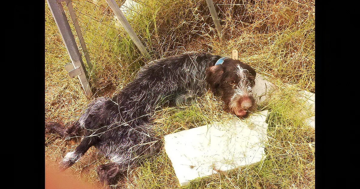 After Being Paralyzed and Abused, This Incredible Dog Still Finds the Strength to Wag His Tail for His Rescuers