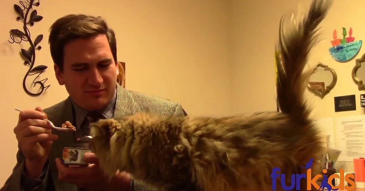 A man holds a small container as a fluffy cat eagerly reaches for its contents.