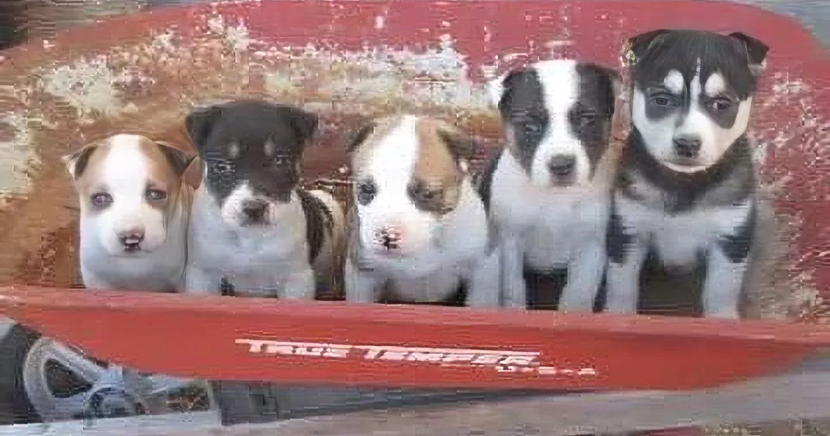 This Woman Decided to Foster Five Husky/Pit Bull Mixed Puppies, and They Are so Unbelievably Cute