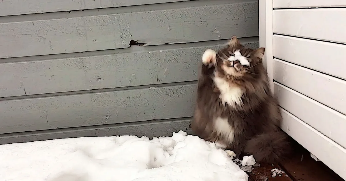 This Long Haired Cat Is Just Having Way Too Much Fun in the Snow...