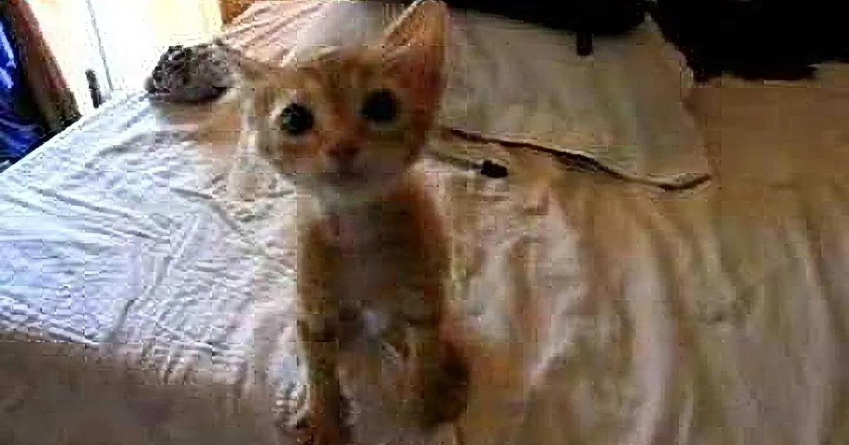 This Starving Kitten Has the Most Incredible Reaction After Being Given a Warm Plate of Food