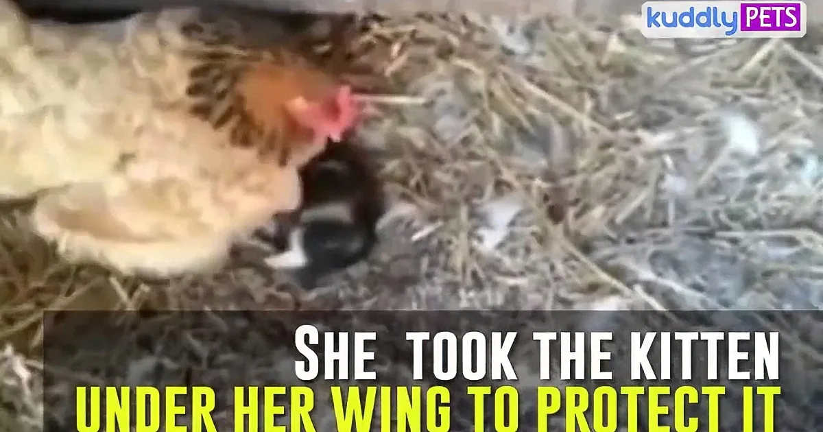 A chicken protects a kitten by taking it under her wing.