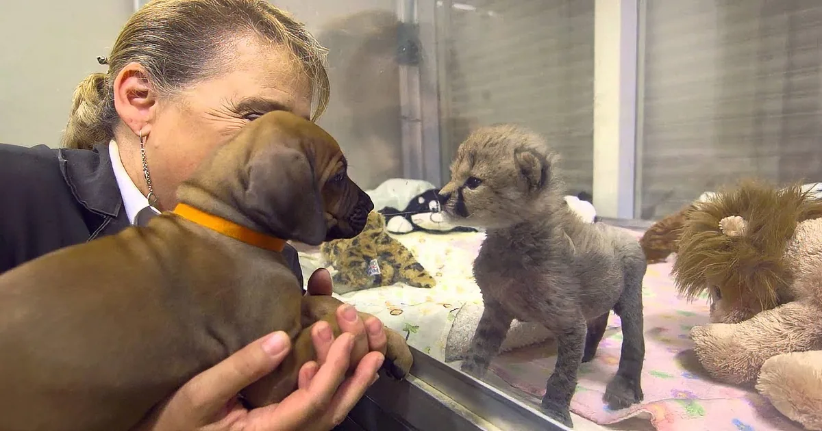 After Seeing Each Other Through Glass as Babies, This Dog and Cheetah Become Inseparable Best Friends.