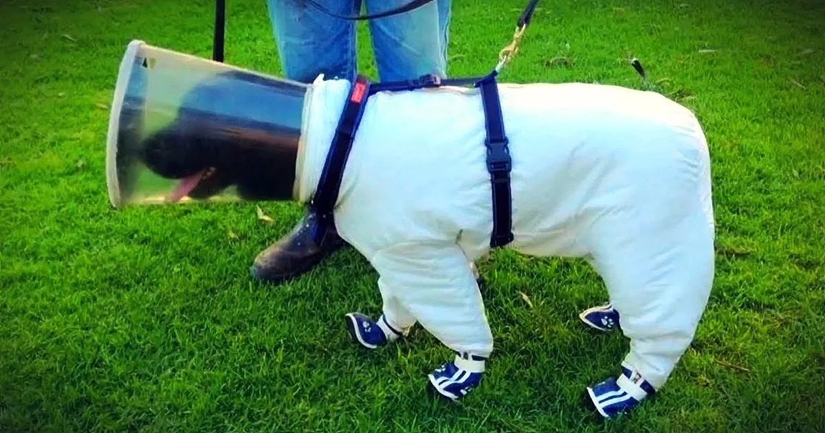 A dog in a white suit with a transparent bucket on its back stands on grass.