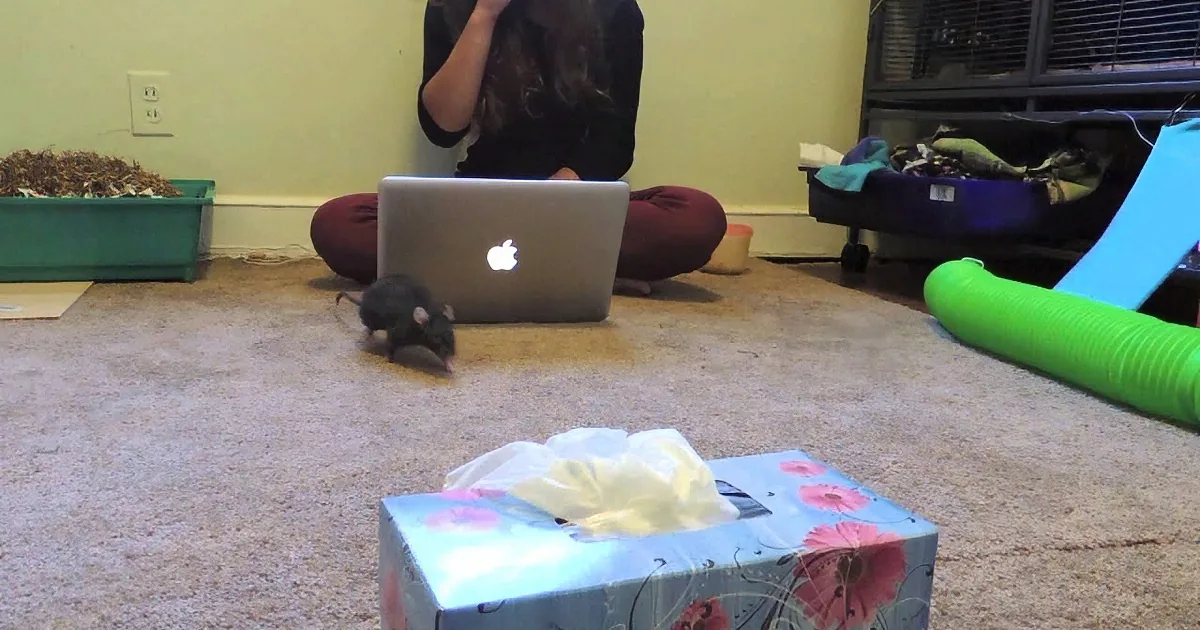 A person sits cross-legged on the floor with a laptop, surrounded by a rat, tissue box, and pet supplies.