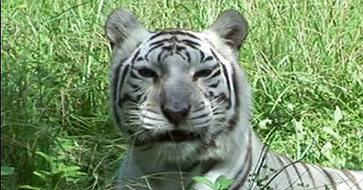 A white tiger with black stripes sits amidst green grass, looking directly at the camera.
