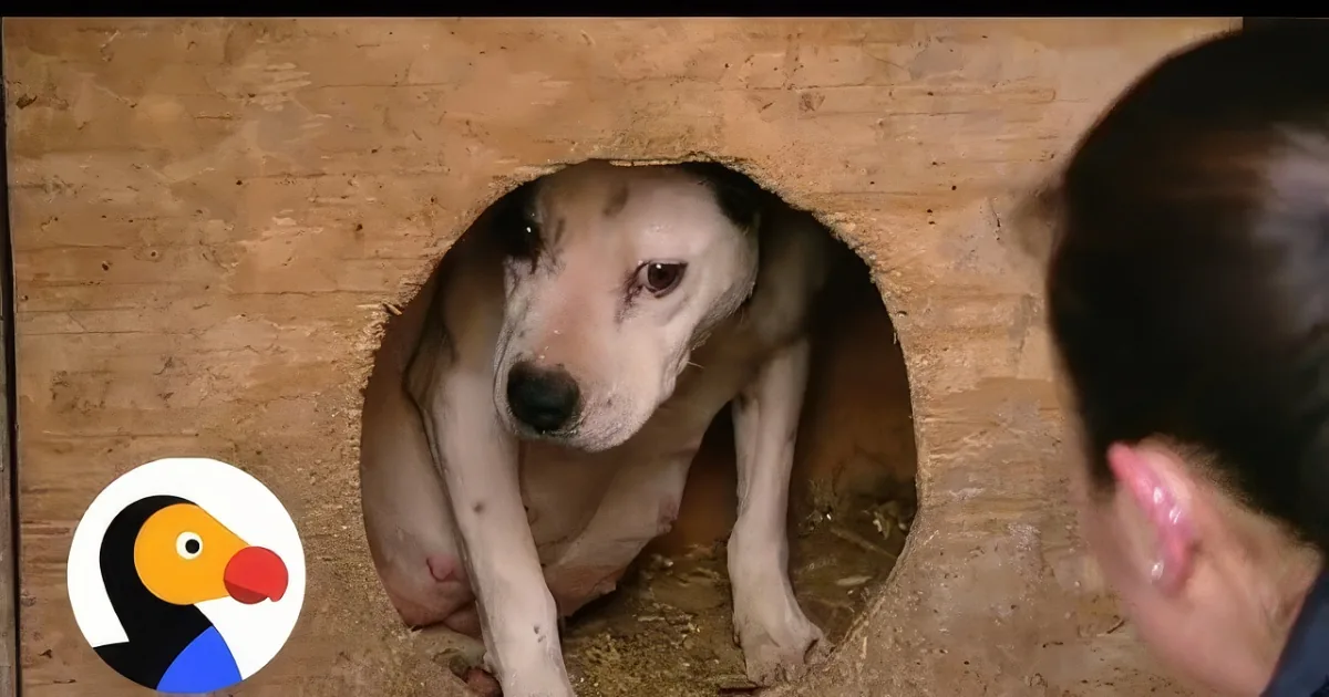 Expecting Mother Is Rescued From This Dog Fighting Ring Just as She Is About to Give Birth
