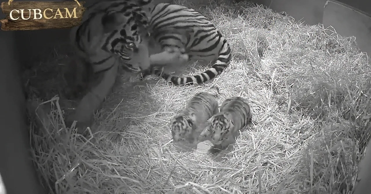 Cameras Suddenly Catch the Impossible When This Endangered Tiger Gives Birth to This Rare Cub
