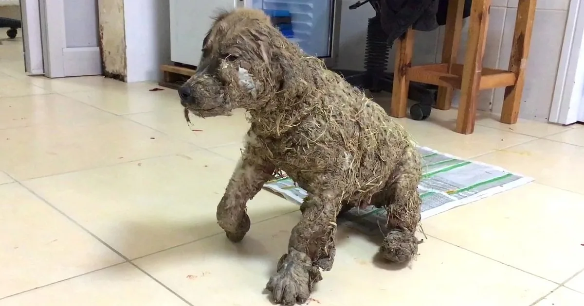 A dog covered in hay and straw stands on a tiled floor, looking to the left.