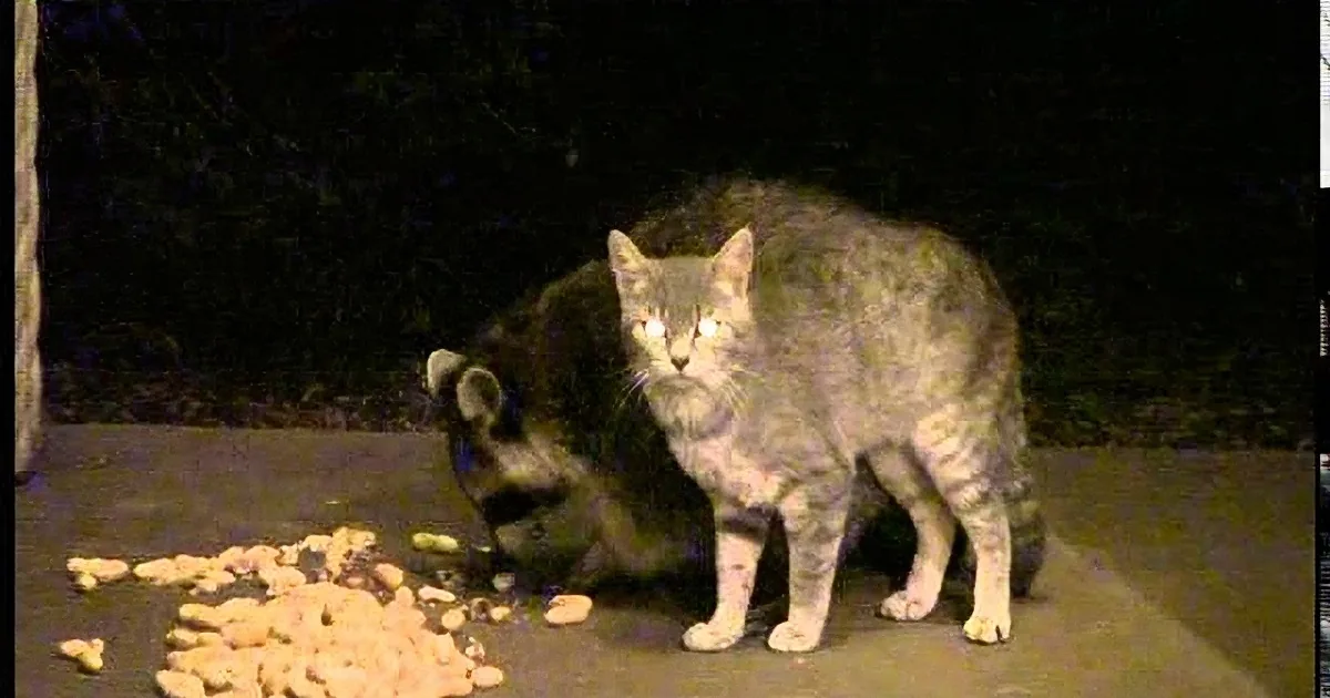 This Neighborhood Is in Love With These Two Best Friends: a Cat and a Raccoon