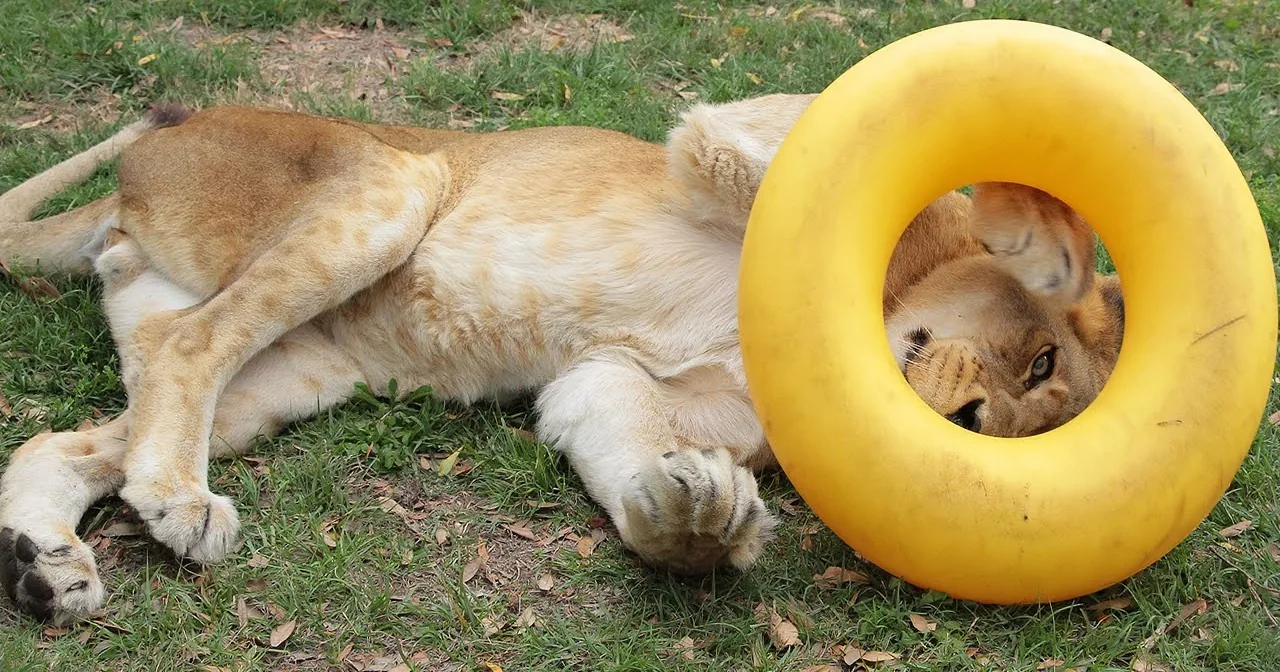 A lion cub rests on grass, partially hiding behind a yellow tire.