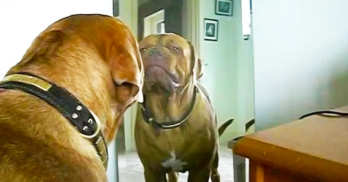 This Dog Has a Such a Reaction When He Sees Himself in the Mirror for the First Time!