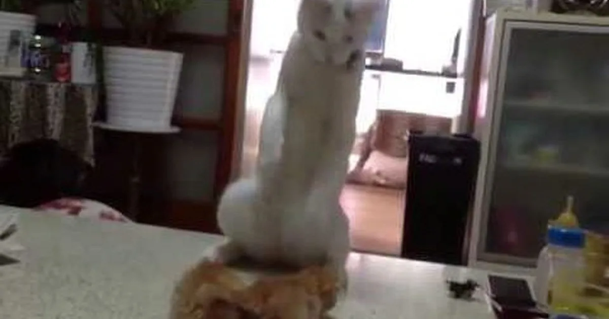 Mamma Cat Breaks up Precious 'Kitten Fight' in the Most Adorable Way Possible!