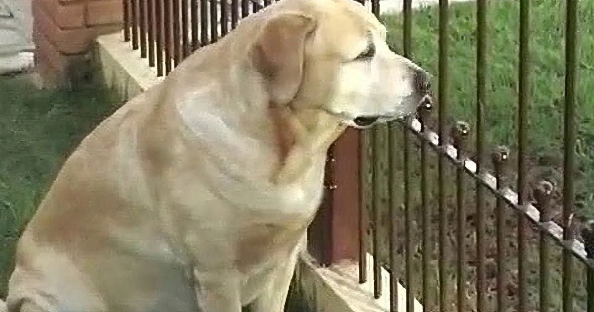 This Dog Is so Excited for Her Kitten Best Friend to Return Home. Their Reunion Is so Wonderfully Sweet