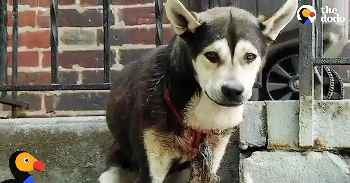 Rescuers Flocked to Save This Poor Puppy''s Life When It Was Almost Killed by Its Own Collar