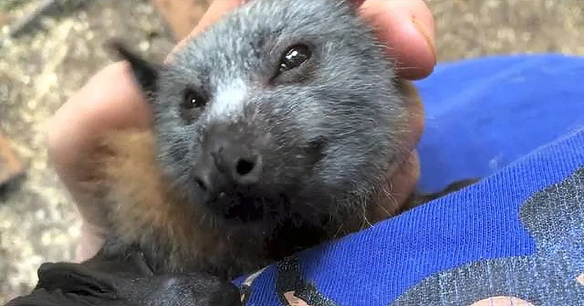 A person holds a small bat with a blue and orange fur pattern, showing its face and part of its body.
